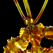 Hybred Orchid Oncidium Hildos